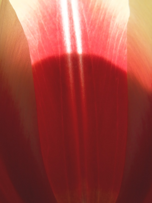 Tulip--chalice.jpg