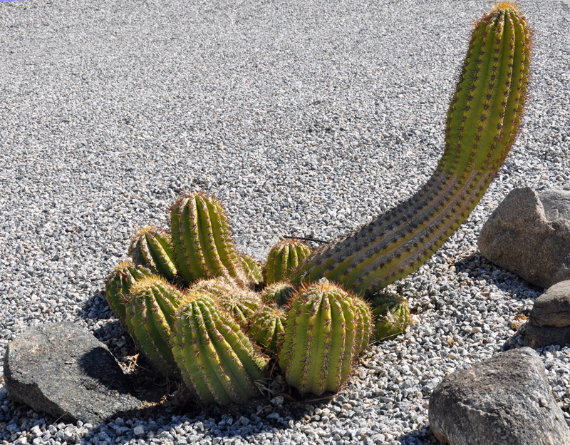 Organ Pipe