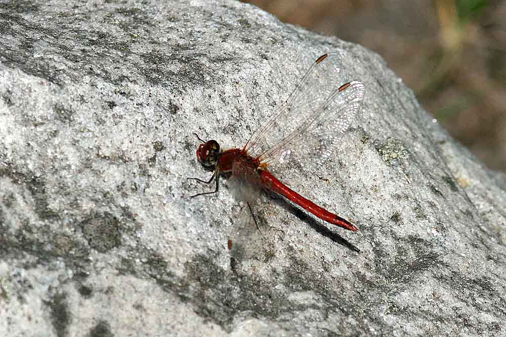 Sympetrum fonscolombii (vandrande ngstrollslnda) Simrishamns Skans (Sk) 110604. Stefan Lithner
