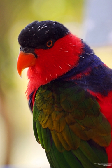 parrot.jpg