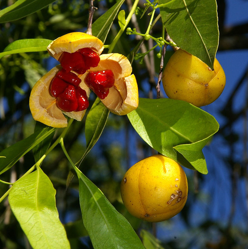 Denhamia (Denhamia obscura)