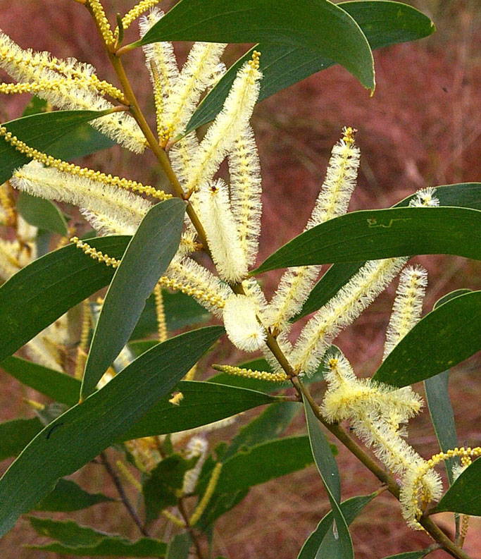 a wattle (Acacia oncinocarpa)
