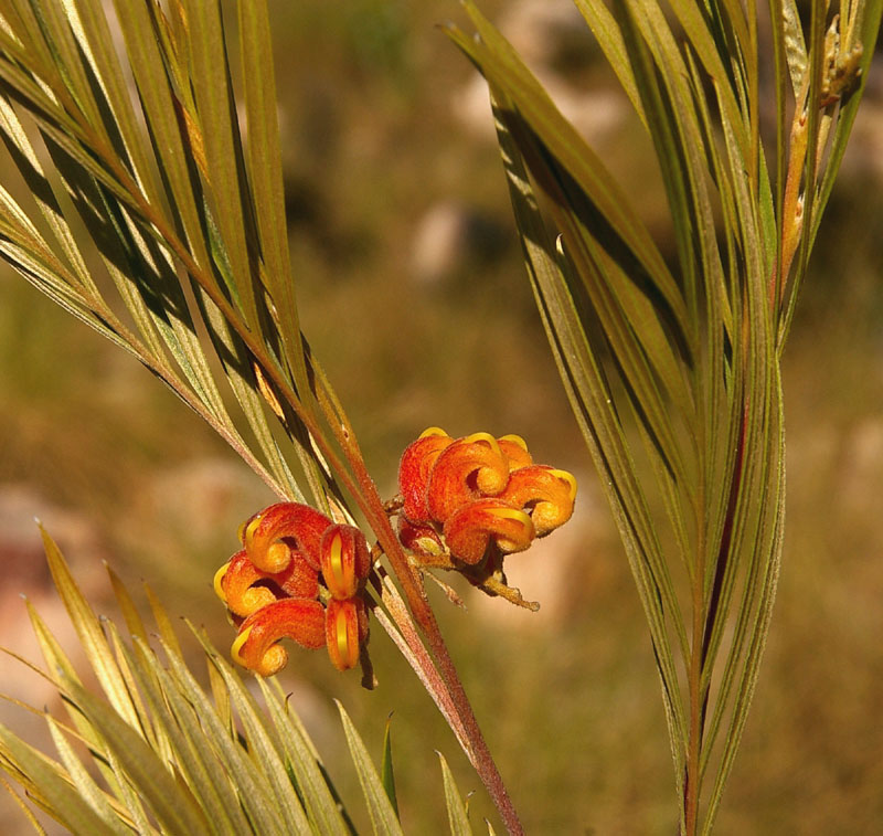 Silver Grevillea (Grevillea refracta)