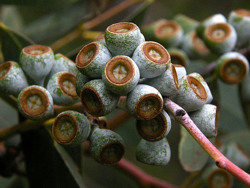 Silver Peppermint (Eucalyptus tenuiramis)