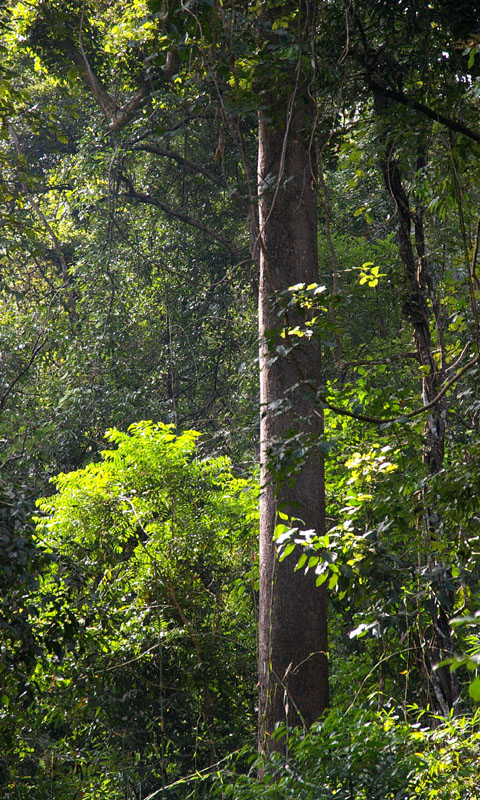 evergreen forest