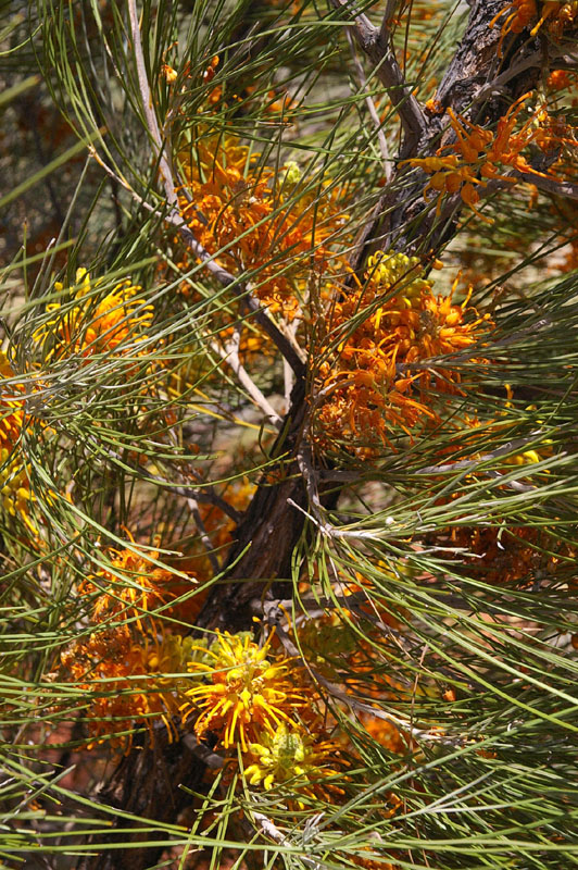 Honeysuckle Grevillea (Grevillea juncifolia)