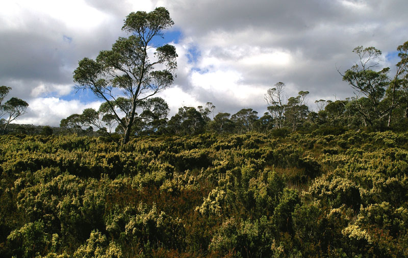 subalpine heathy woodland