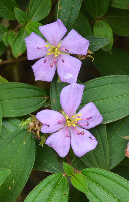Native Lasiandra (Melastoma malabathricum)