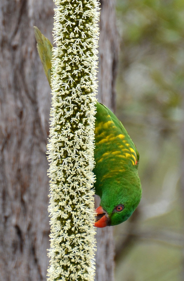Scaly-breasted Lorikeet