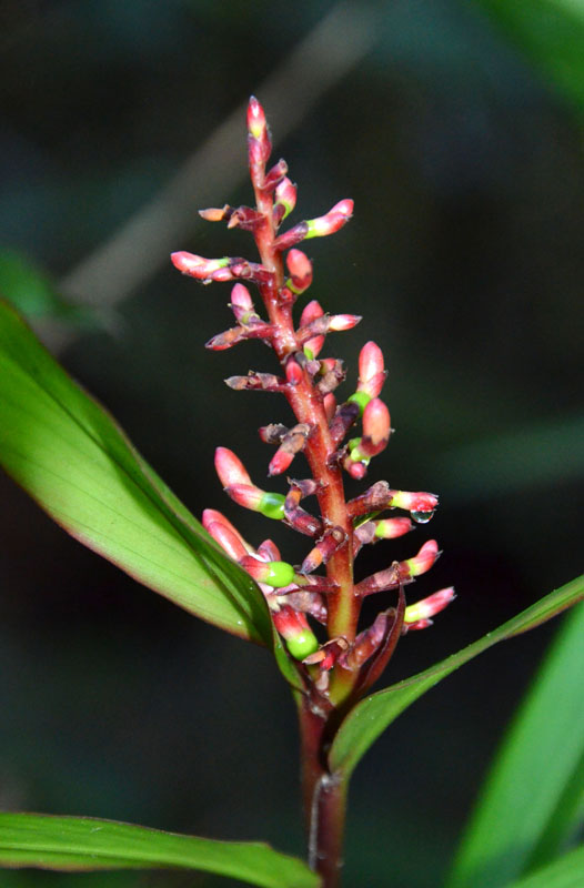 Stalkless Ginger (Alpinia modesta)