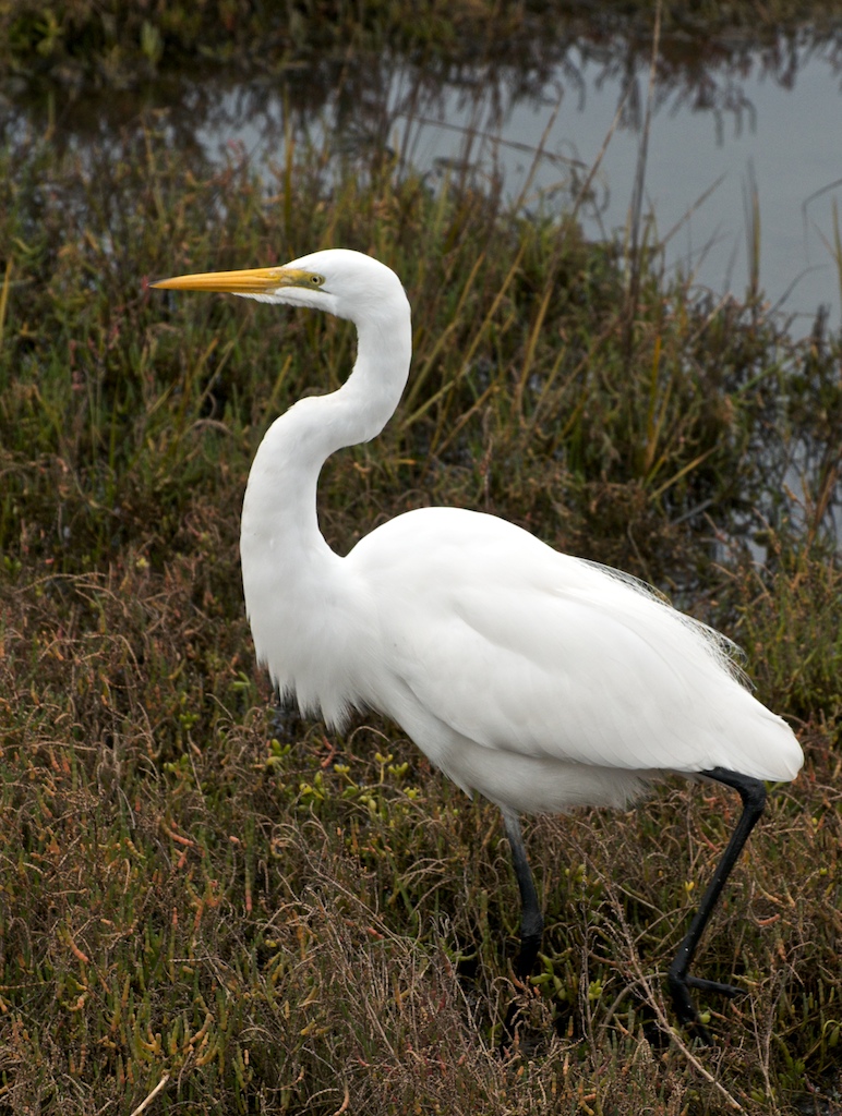 Great Egret