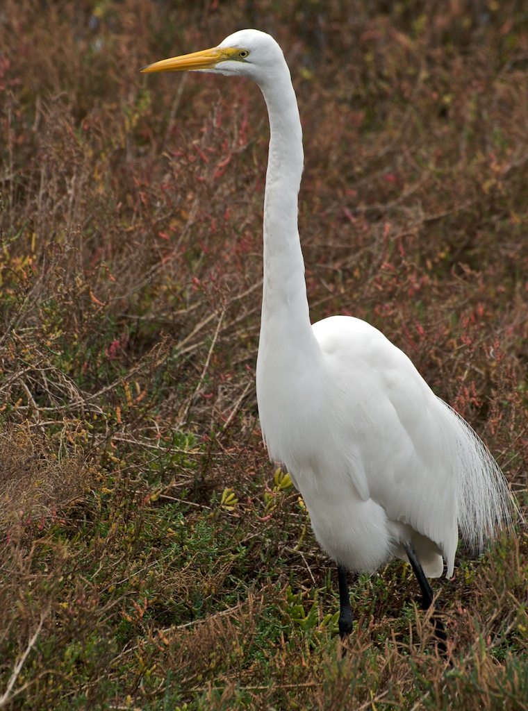 Great Egret