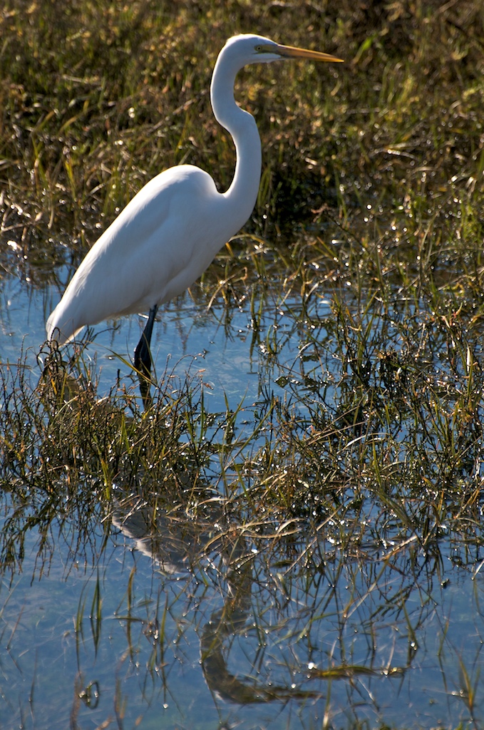 Great Egret