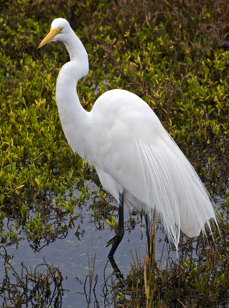 Great Egret