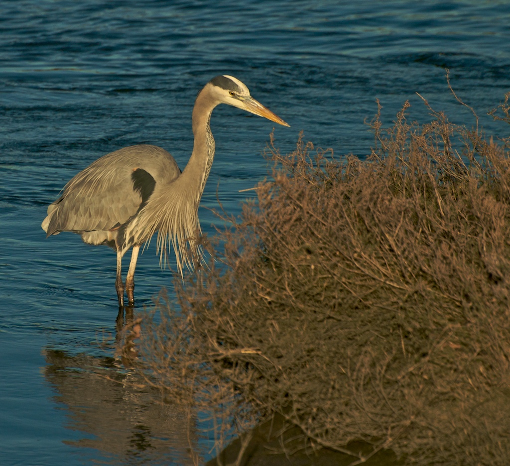 Great Blue Heron