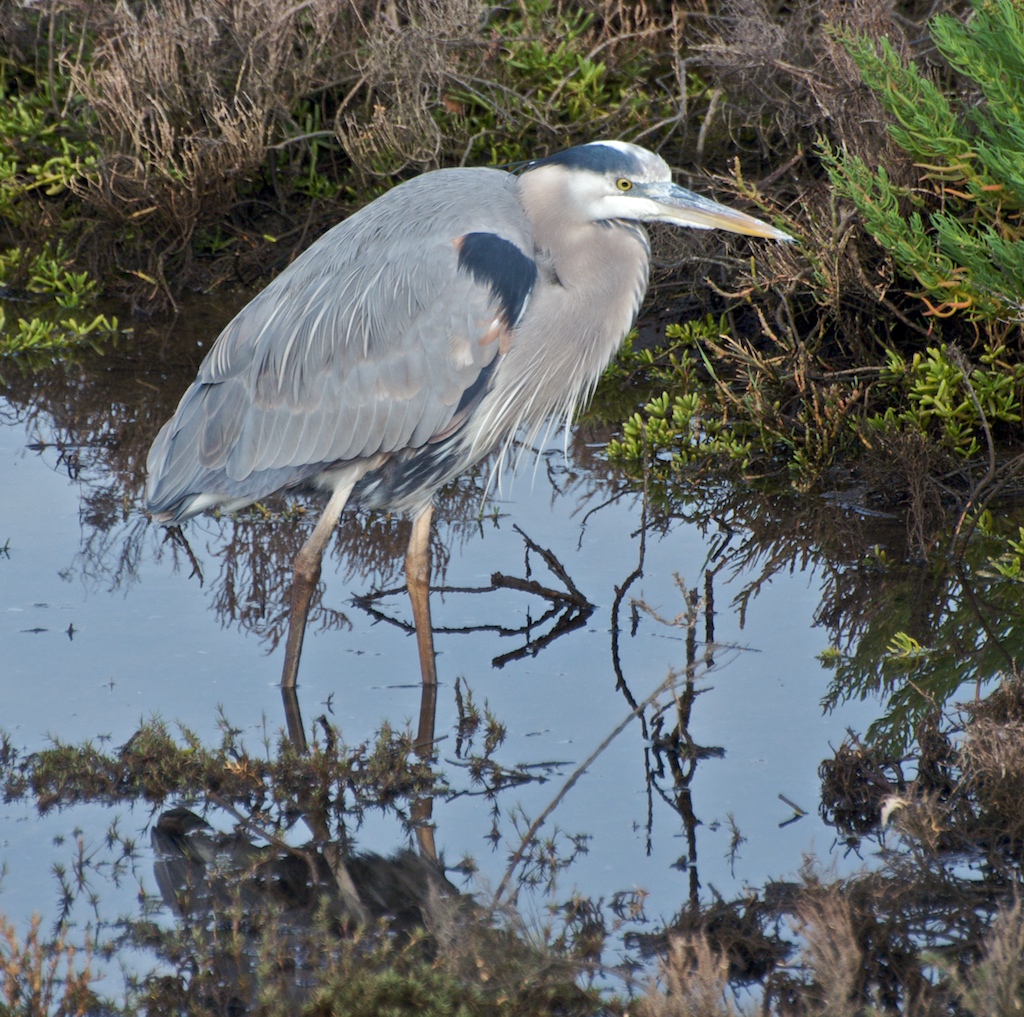 Great Blue Heron