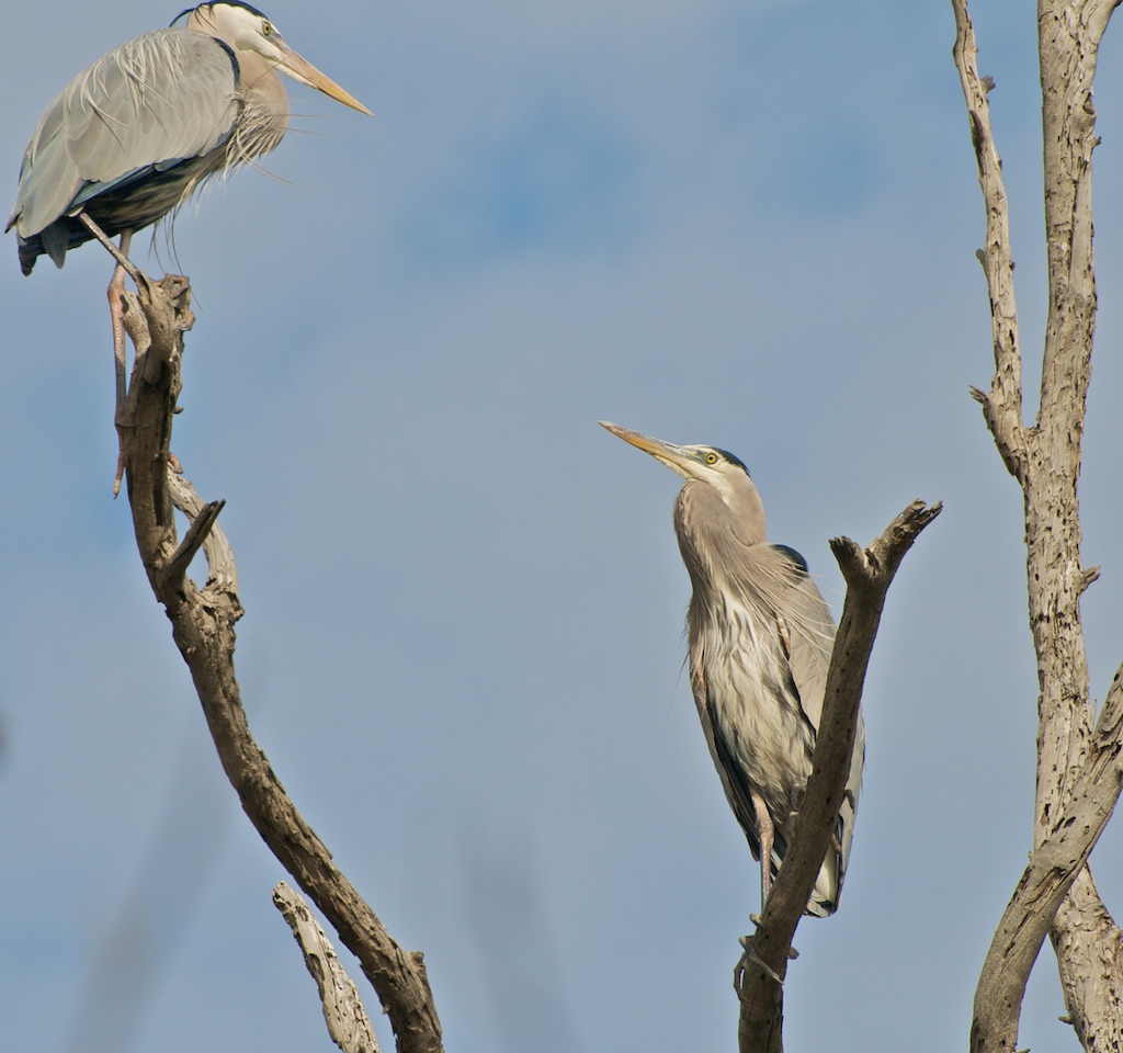 Graet Blue Herons in tree