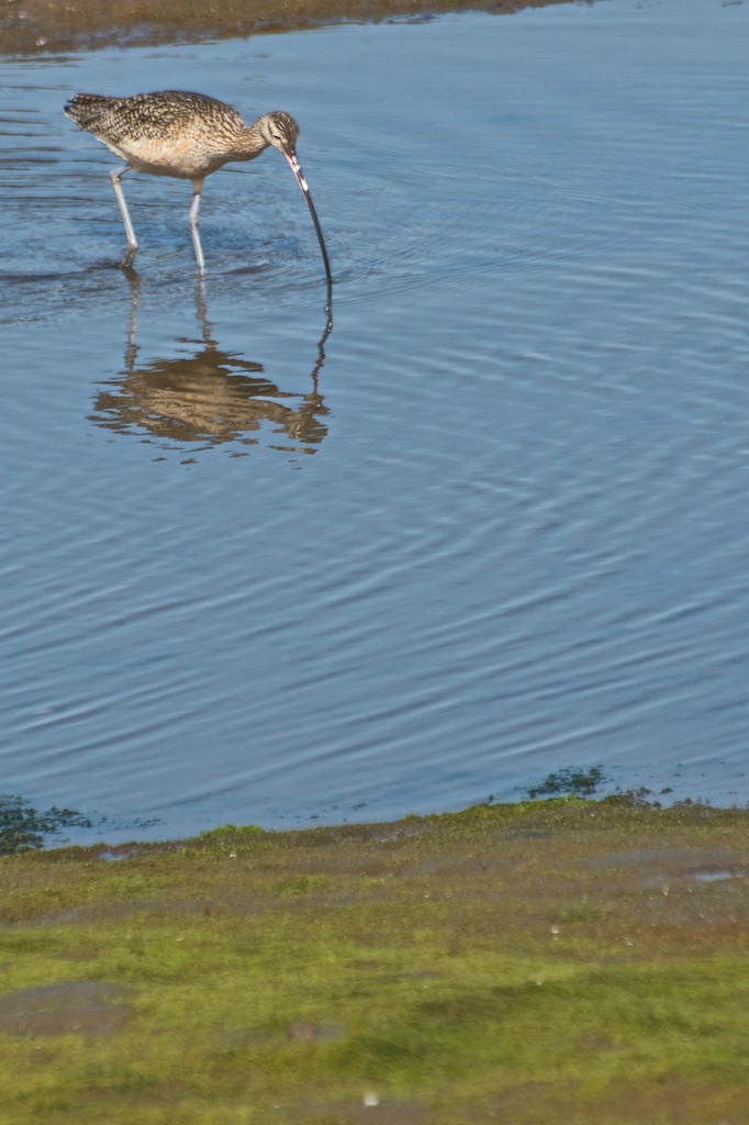 Long Billed Curlew