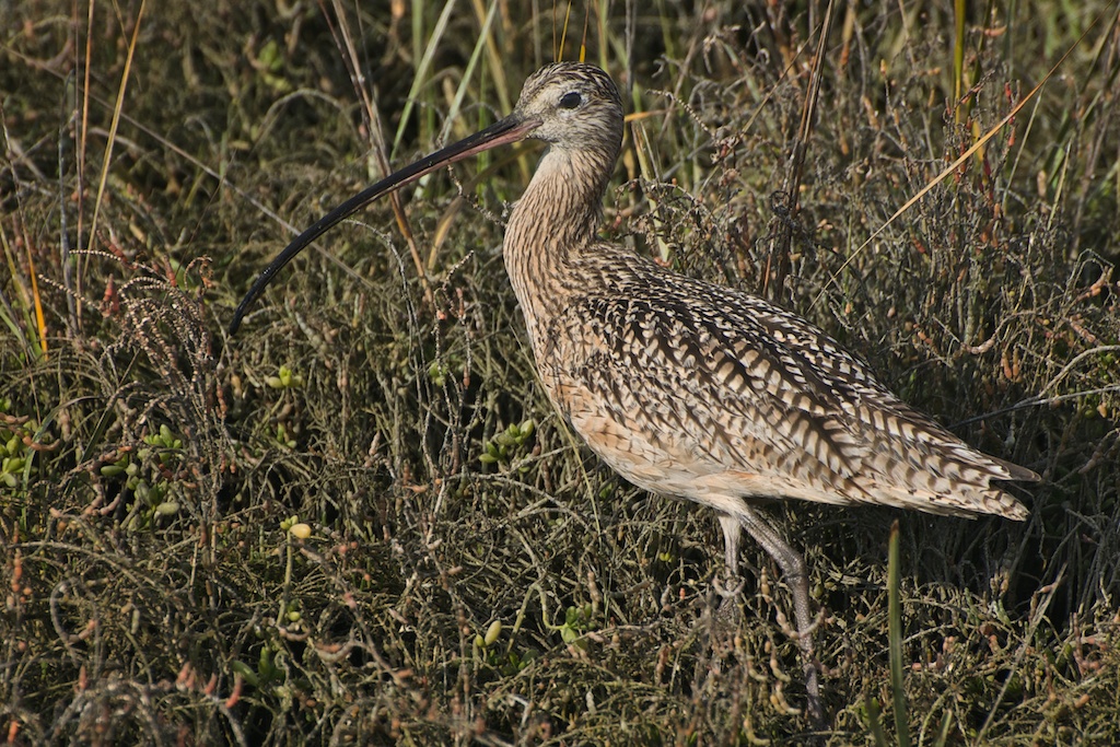 Long Billed Curlew