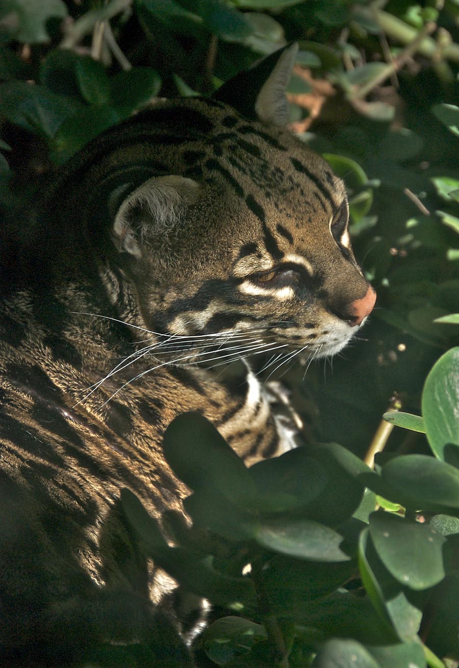 Ocelot