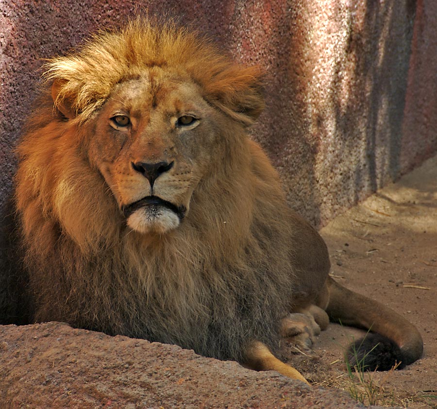 Male Lion