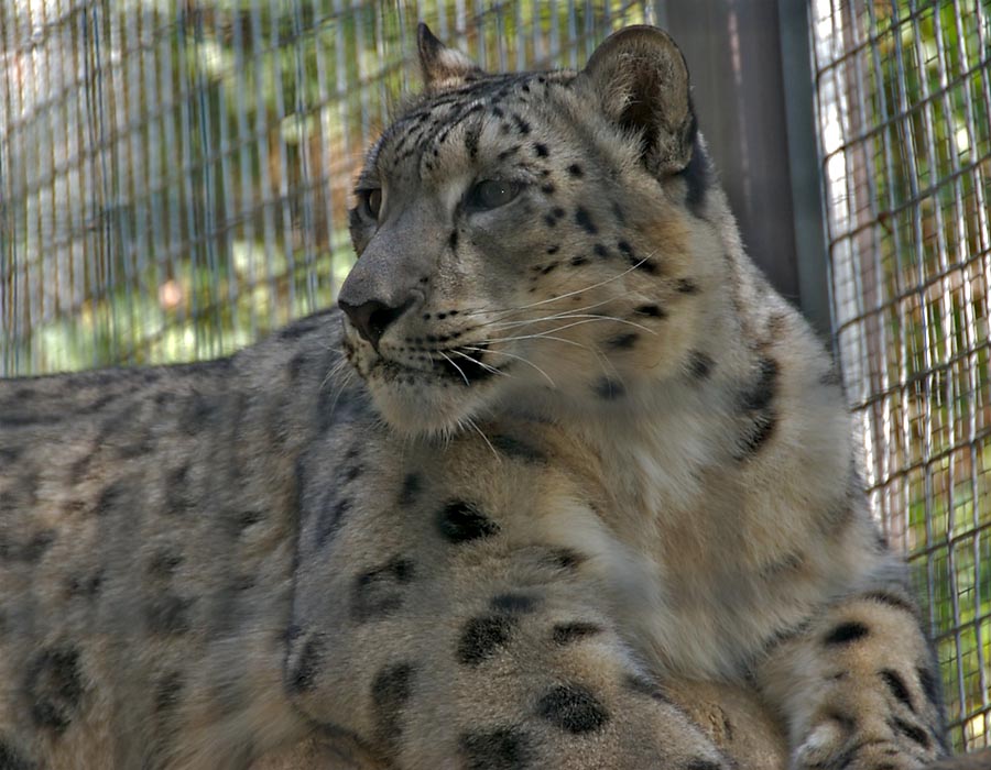 Snow Leopard (cub)