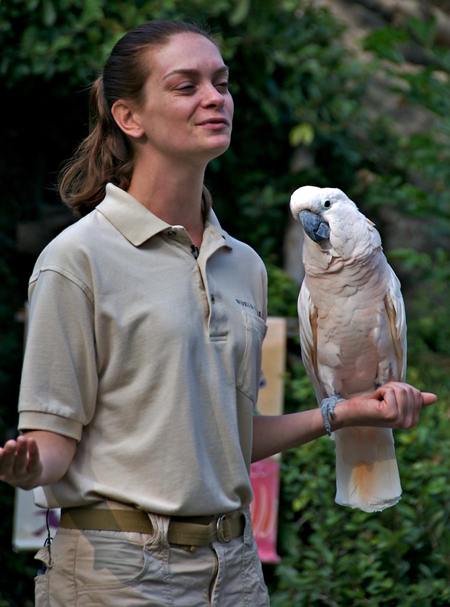 Moluccan Cockatoo