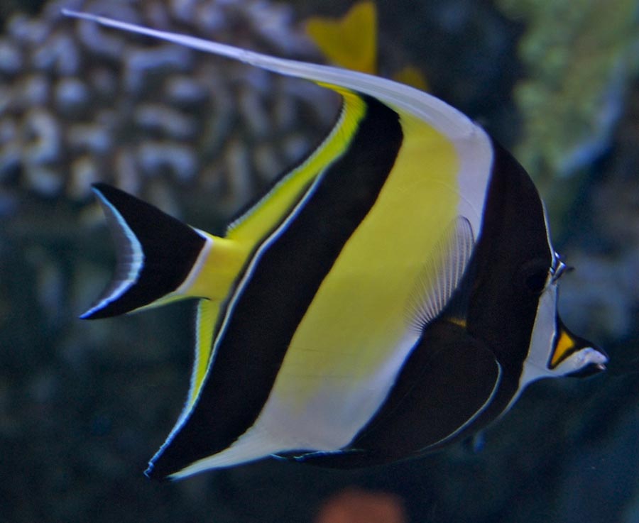 Moorish Idol