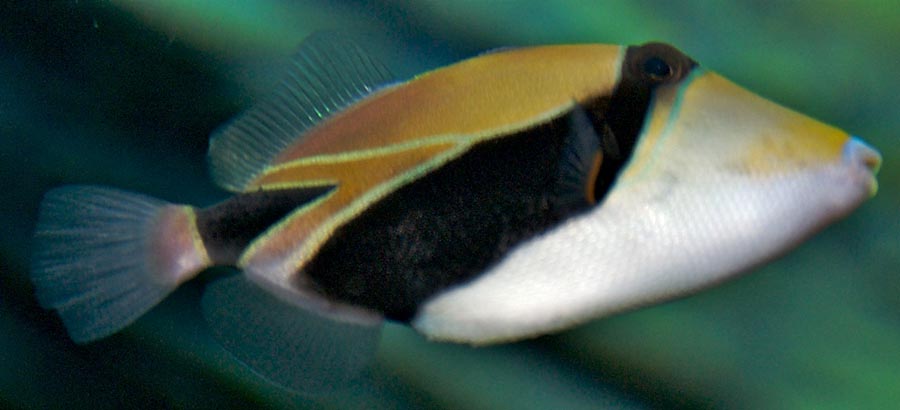 Rectangular triggerfish