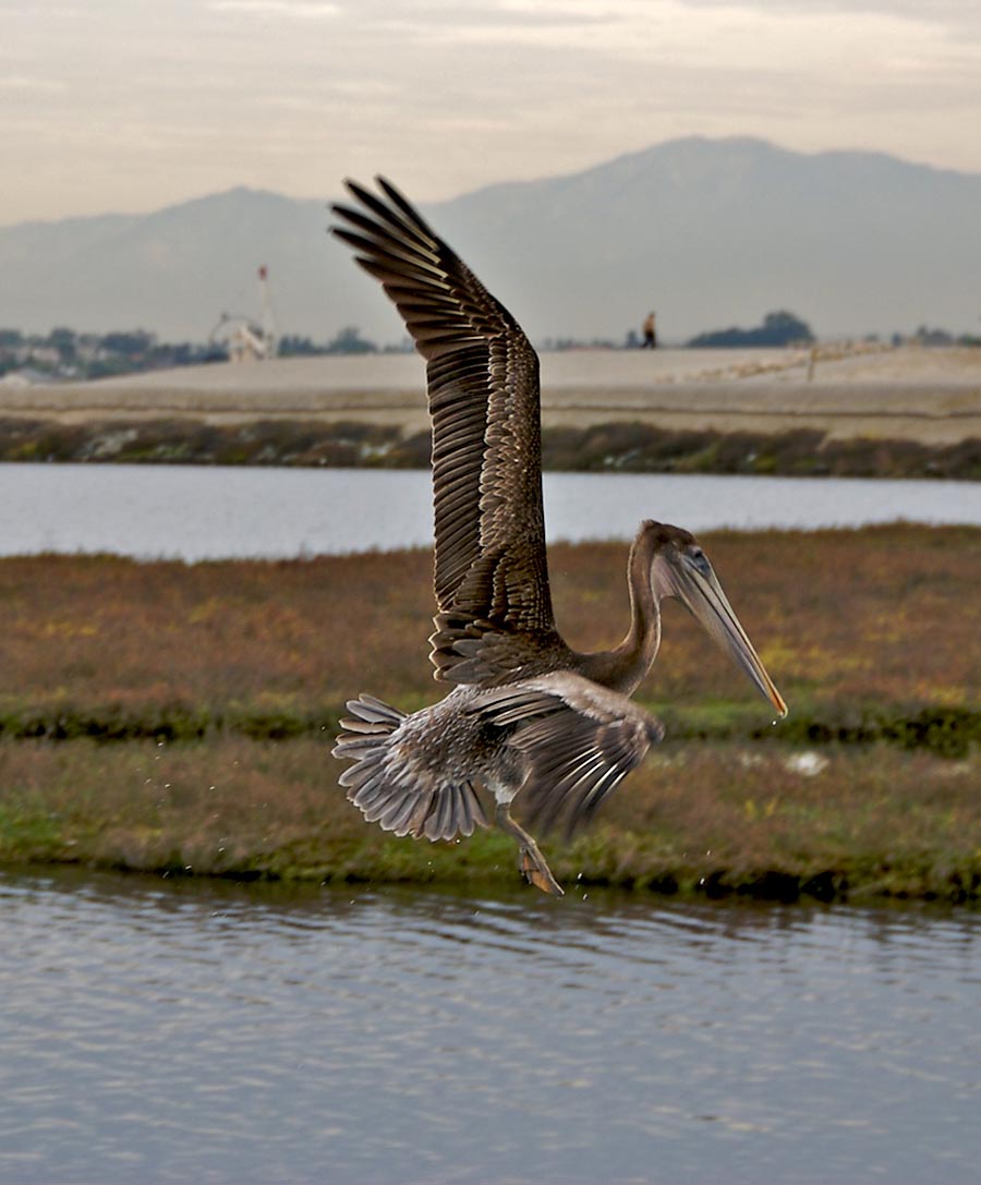 California Brown Pelican