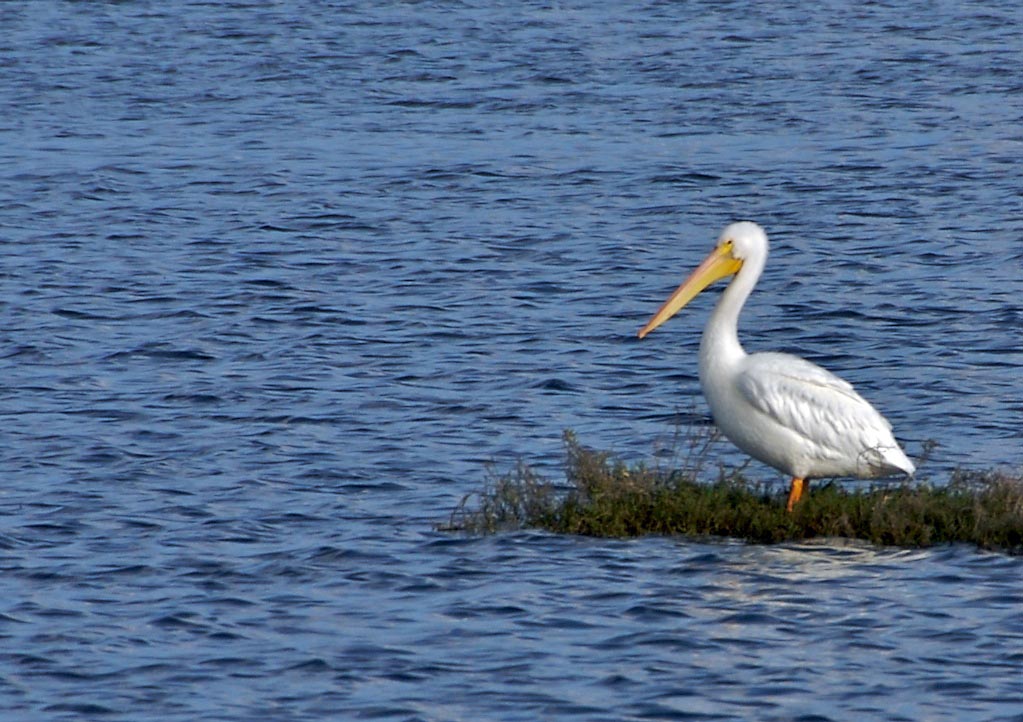 White Pelican