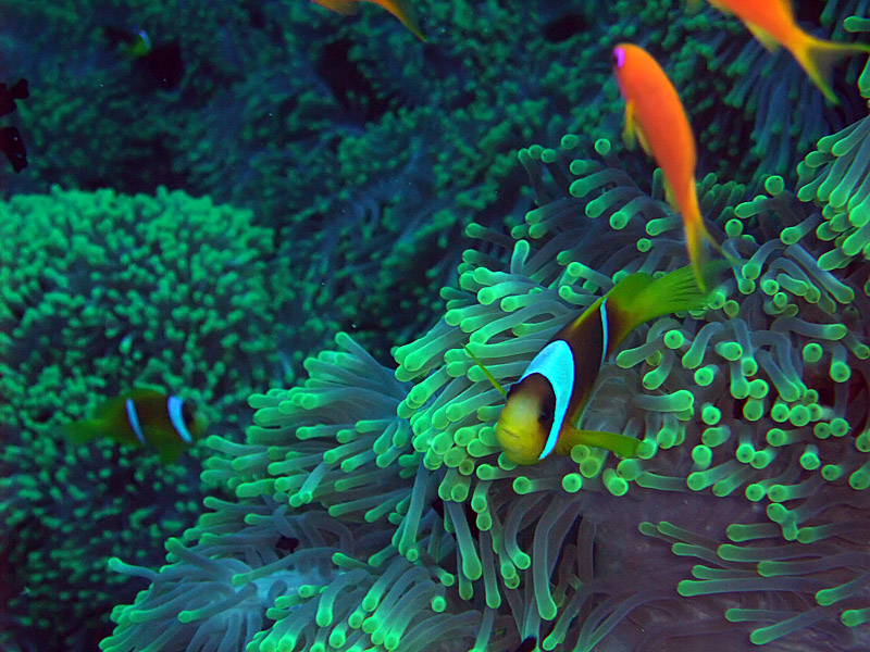 Anemone Fish  Anthias in Anemone 01