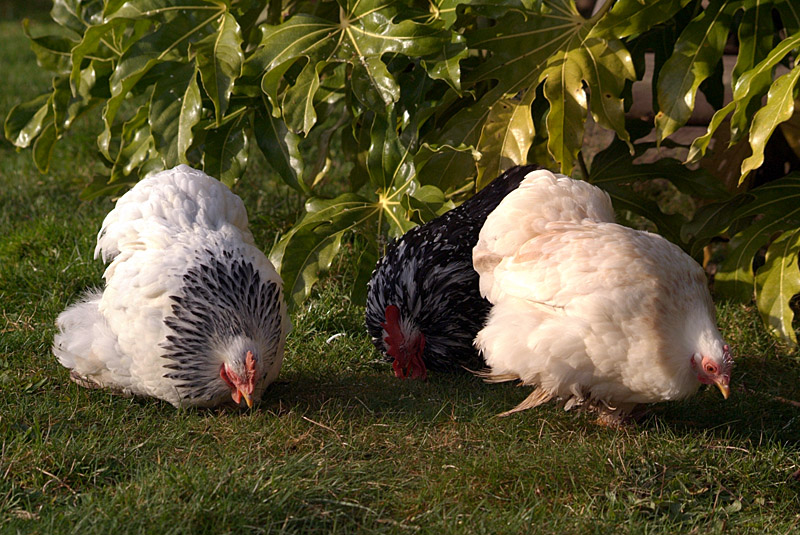Three Chickens Pecking