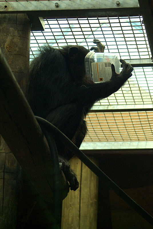 Chimp Dinking From Plastic Pot 01