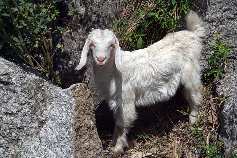 Young Goat on Rocks near Dharamsala