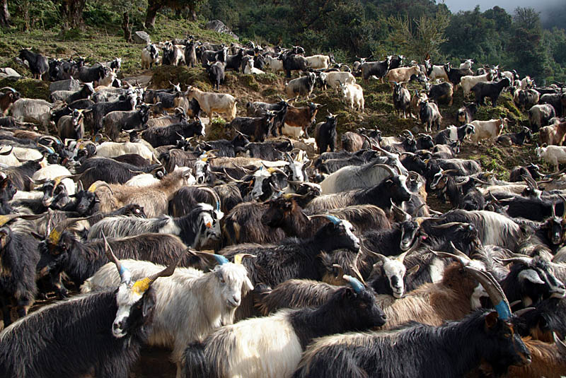 Large Herd of Goats near Ghorepani