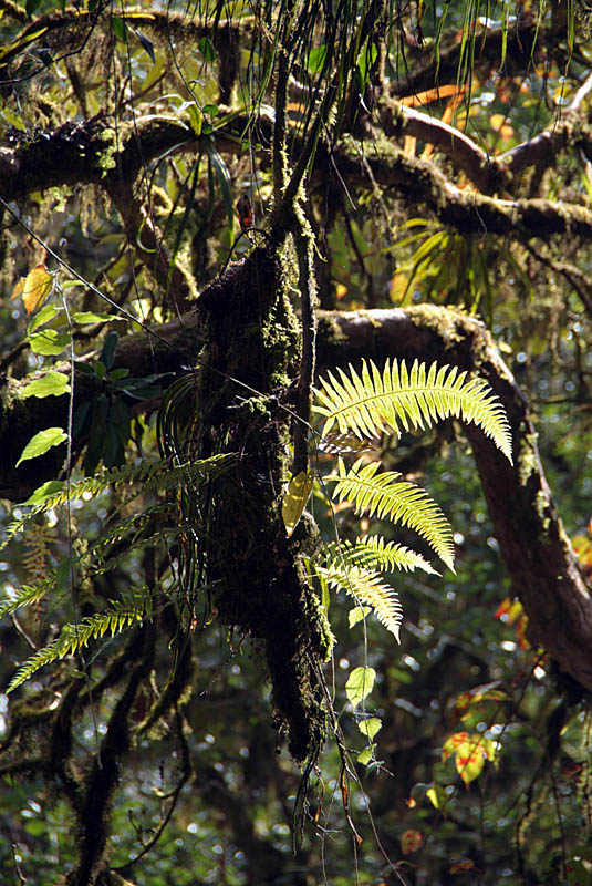 Sunlit Ferns on Tree