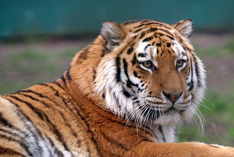 Siberian Tiger - Panthera Tigris Altaica - Howletts