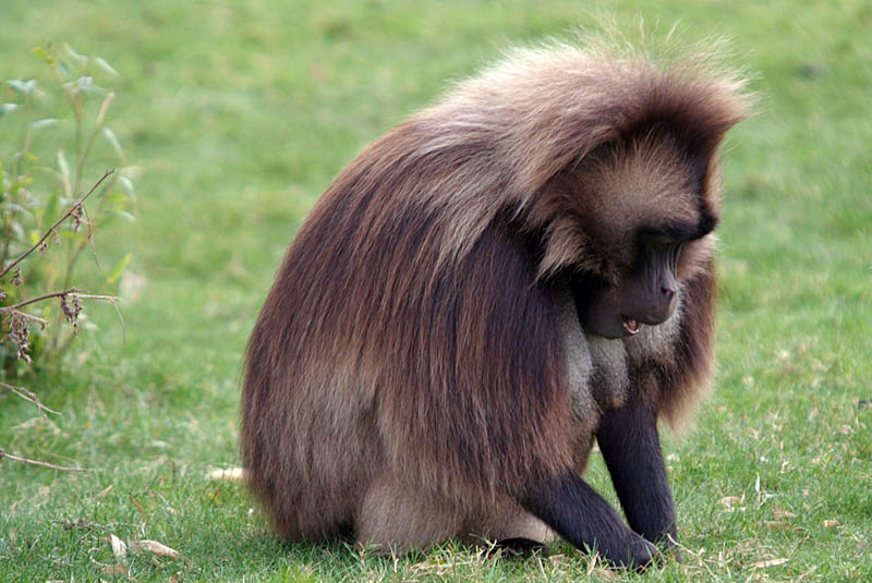 Gelada Baboon - Theropithecus Gelada - Howletts