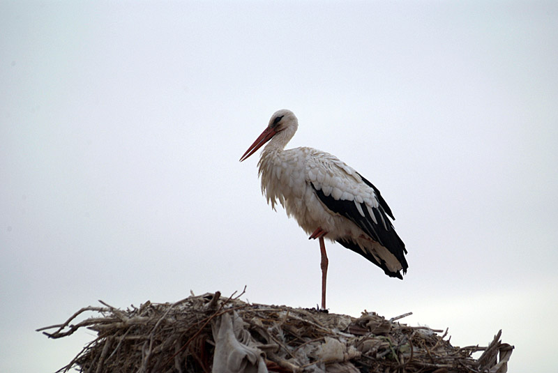 Stork on a Nest