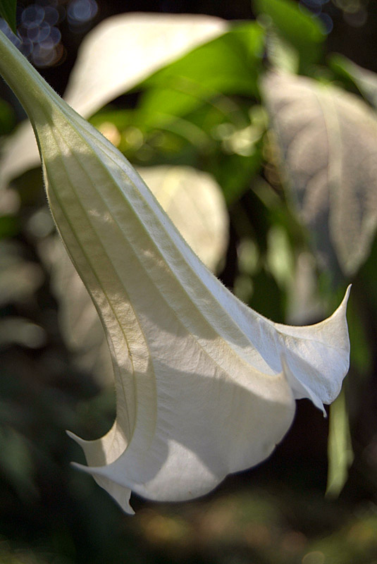 White Flower Drooping Down