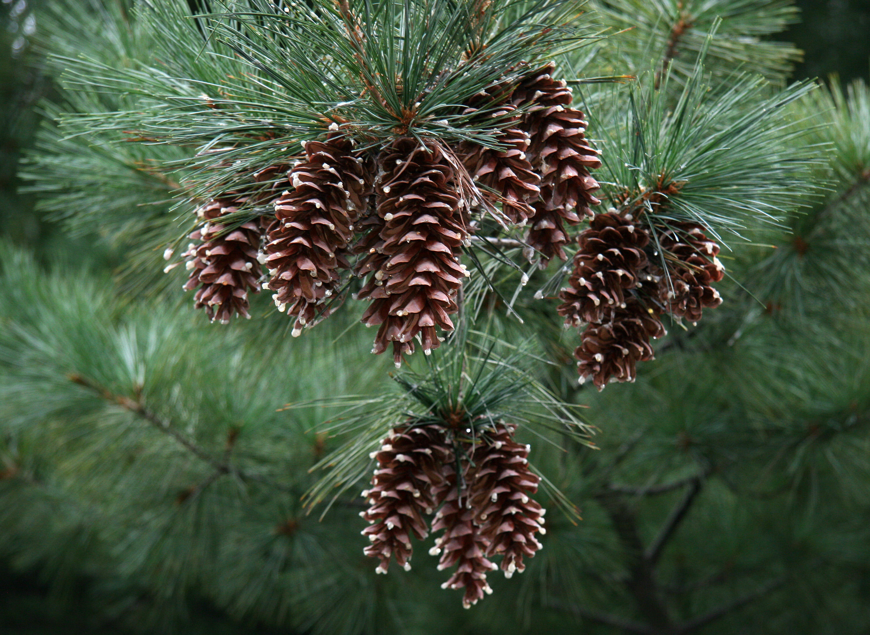 Pine Cones