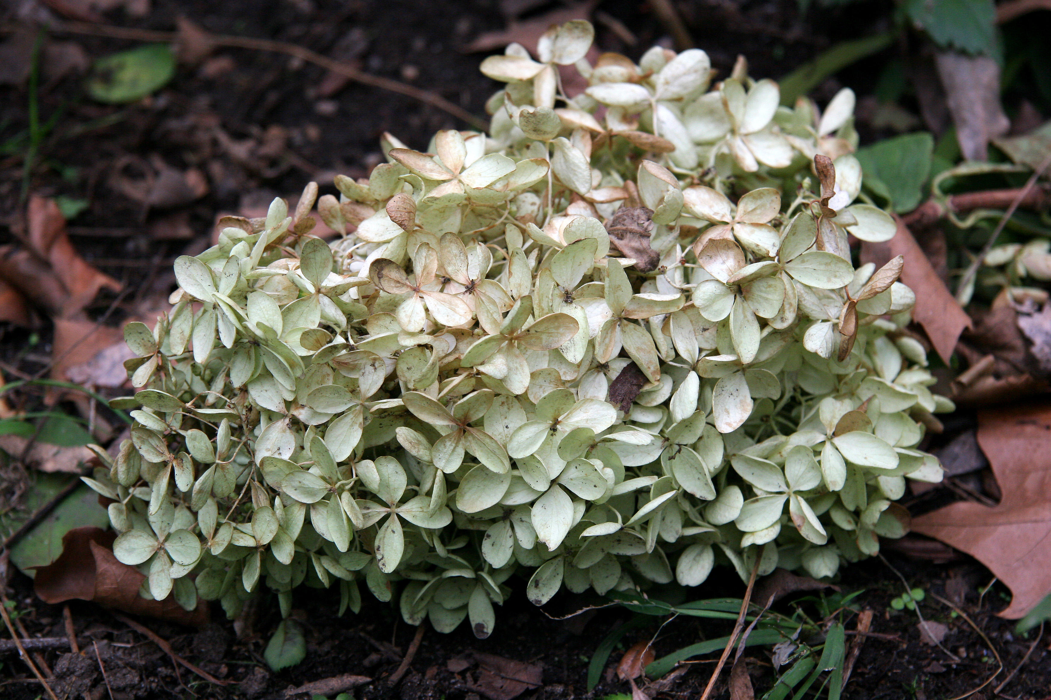 Hydrangea Blossoms