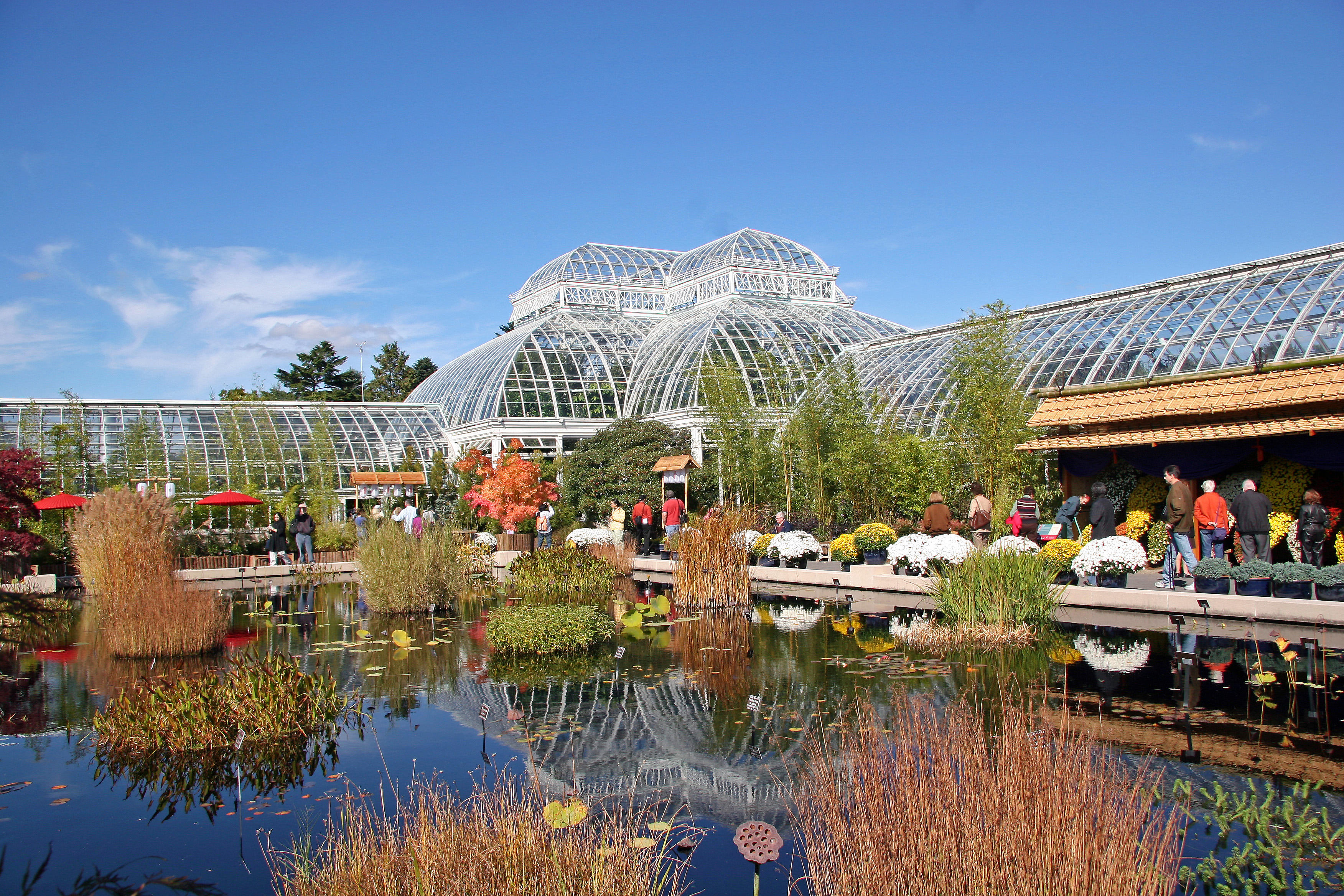 Chrysanthemum Show