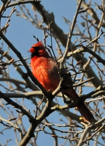 Cardinal
