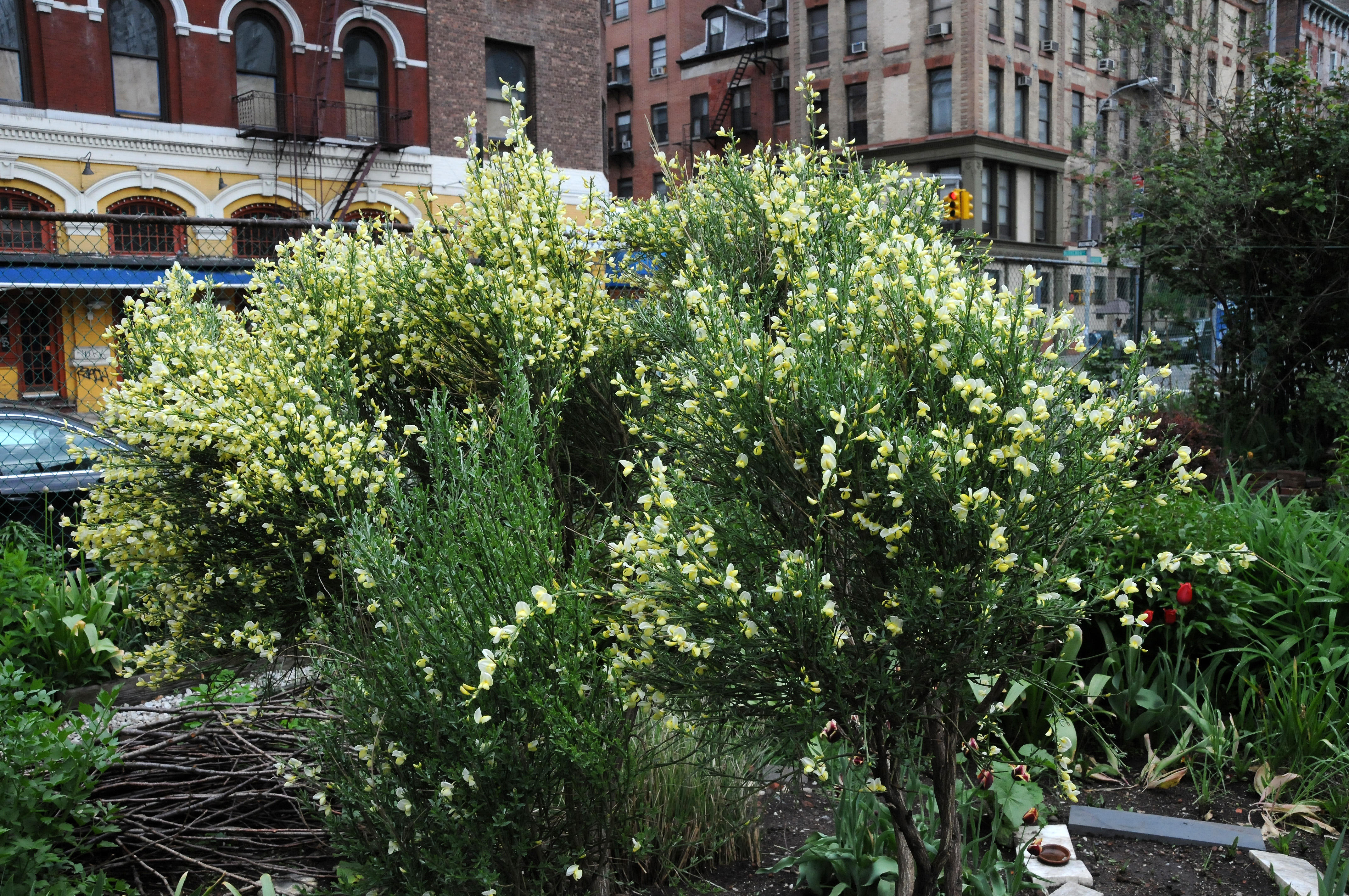 Scotch Broom