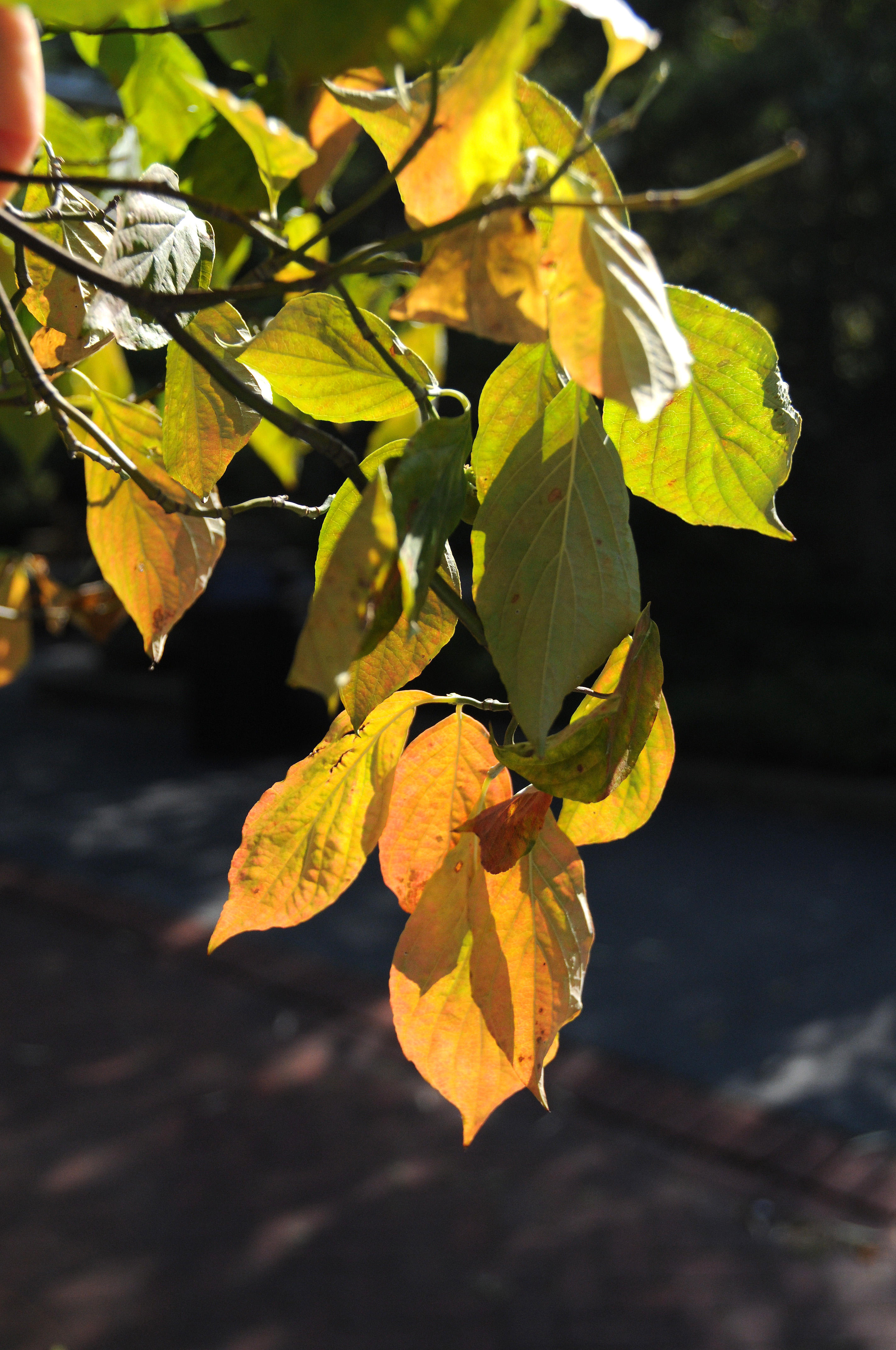 DSC_4831.JPG