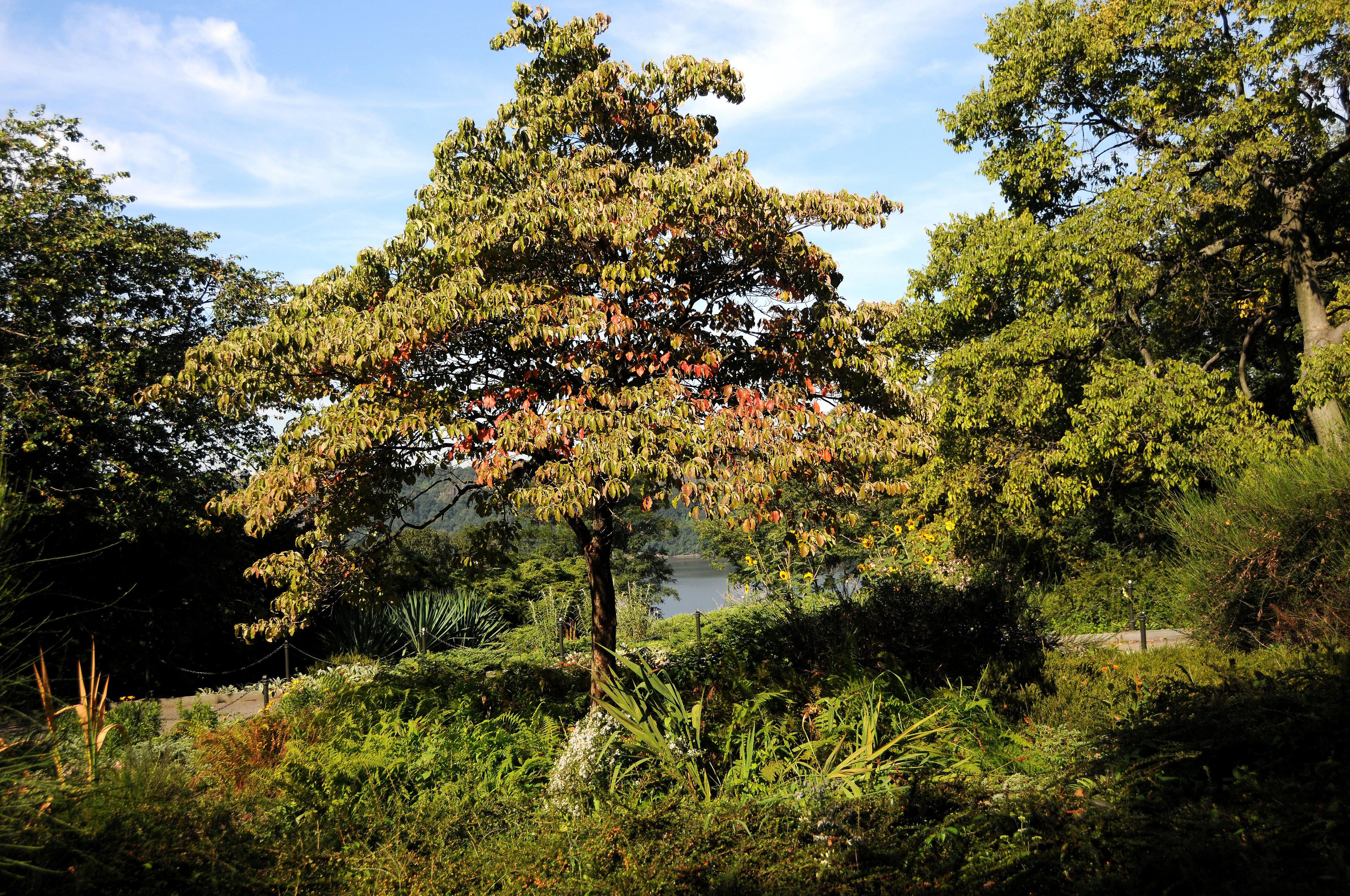 Dogwood - Garden View