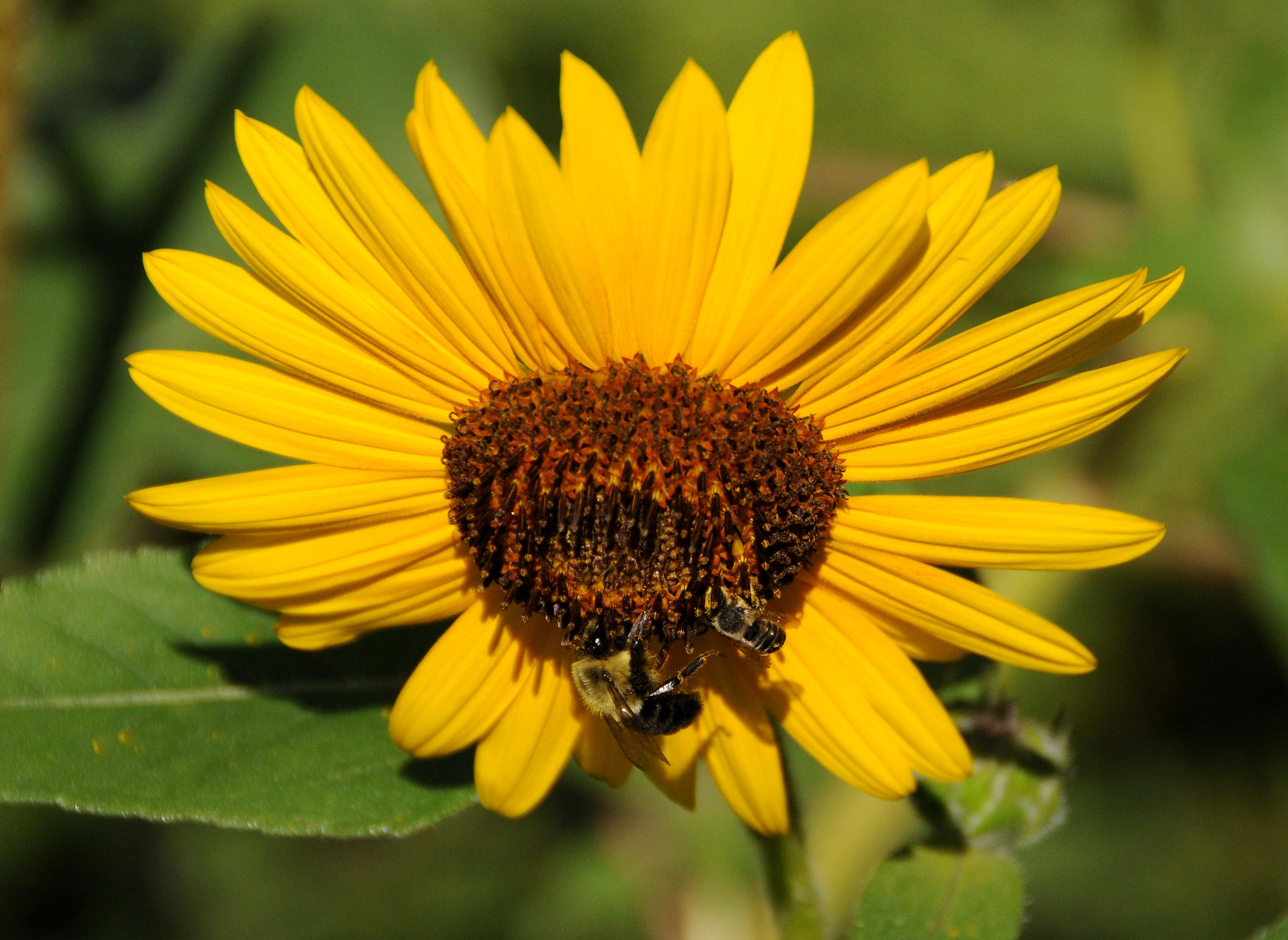 Sunflower