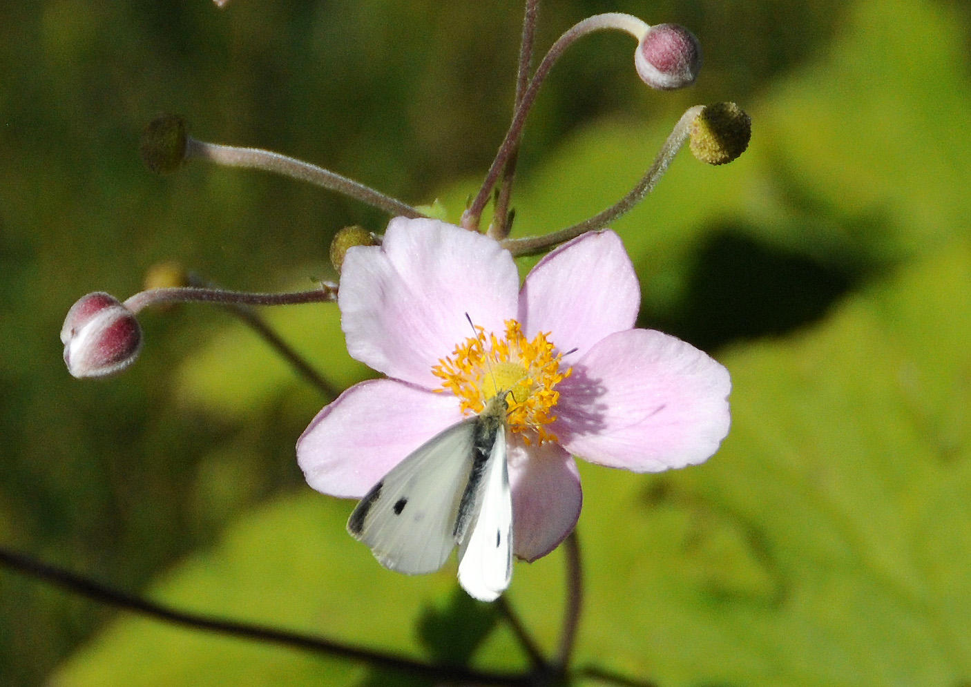 Japanese Anenome
